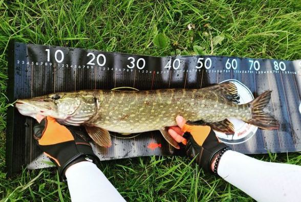 Fish scale XL Fischmaßband  (Dein eigener Entwurf)